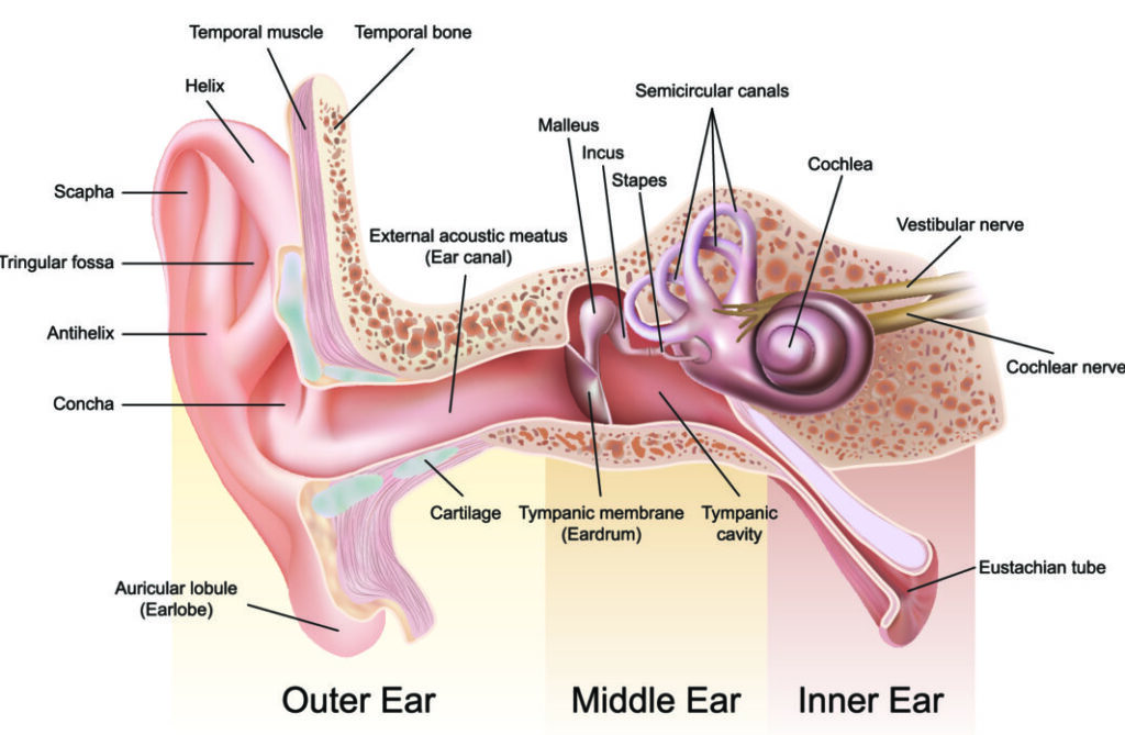 Ear anatomny